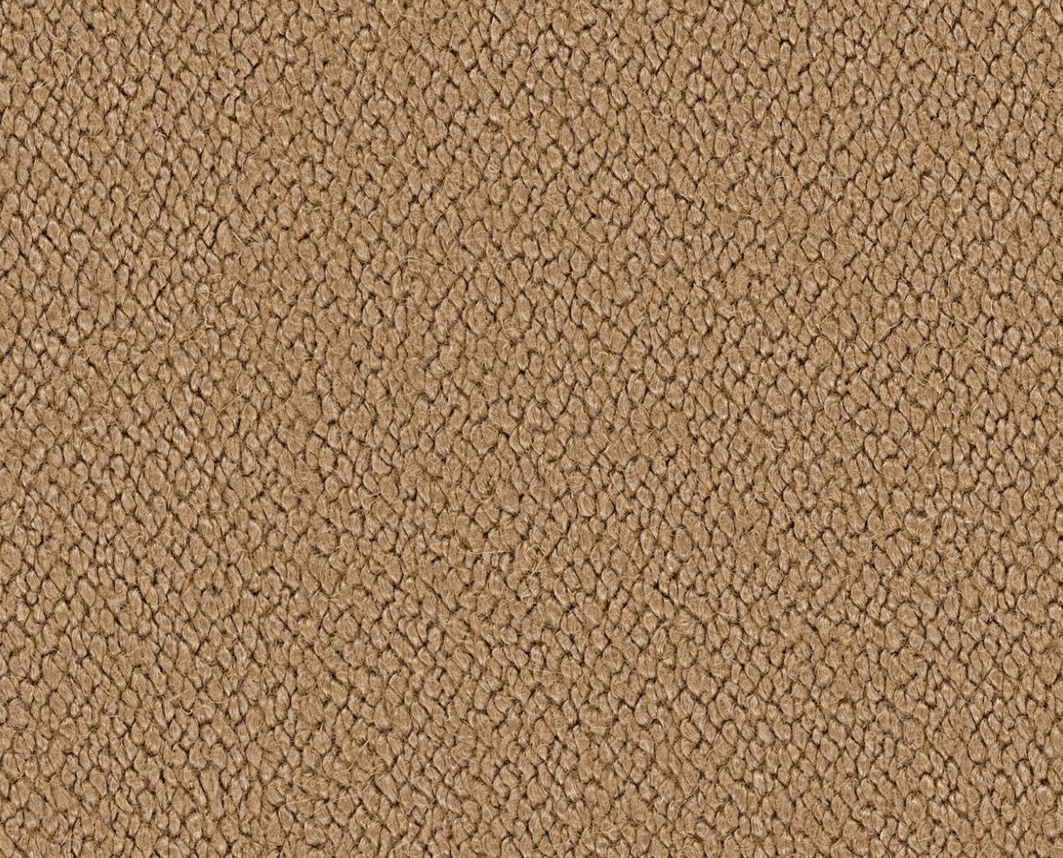 Cammello